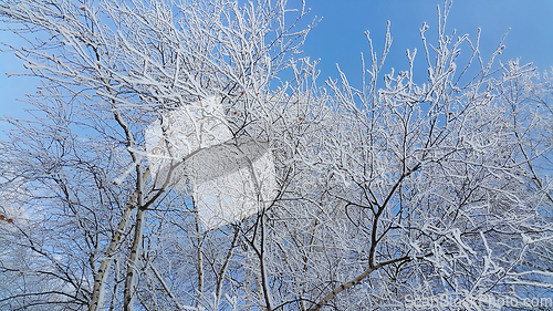 Image of Beautiful branches of trees covered with snow 