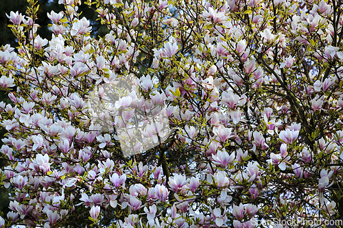 Image of Branches of blooming magnolia with beautiful lowers