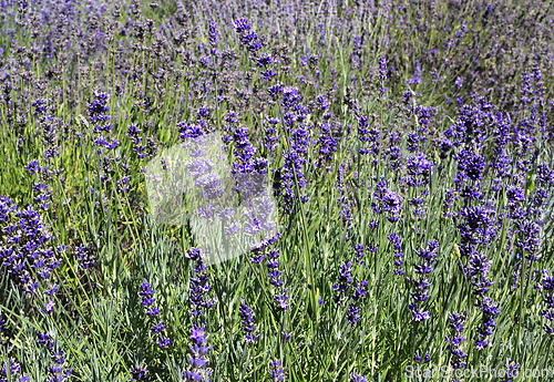 Image of Beautiful blooming lavender in sunny summer