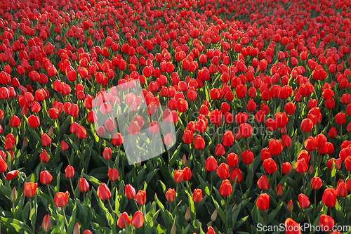 Image of Beautiful red tulips, bright nature background