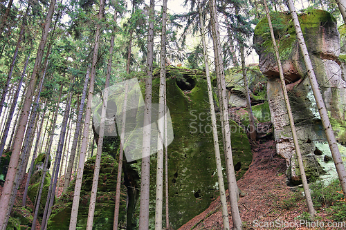 Image of Mossy rocks in forest, Bohemian Paradise, Czech Republic