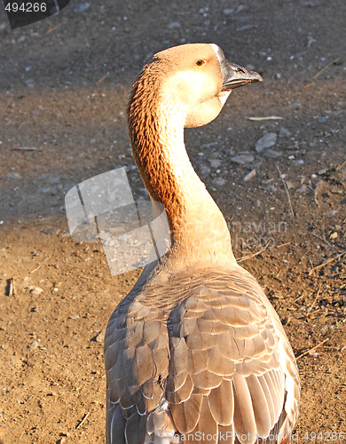 Image of Duck