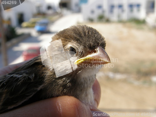 Image of baby sparrow