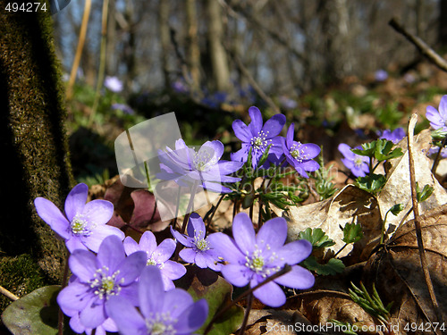 Image of spring