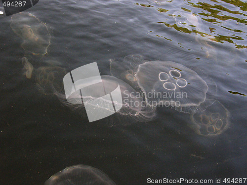 Image of jellyfish