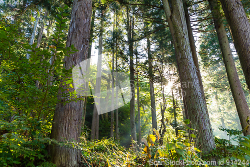 Image of Green forest