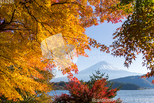 Image of Fujisan with maple tree