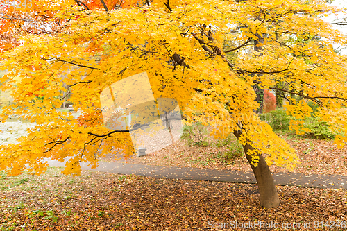 Image of Ginkgo tree in autumn