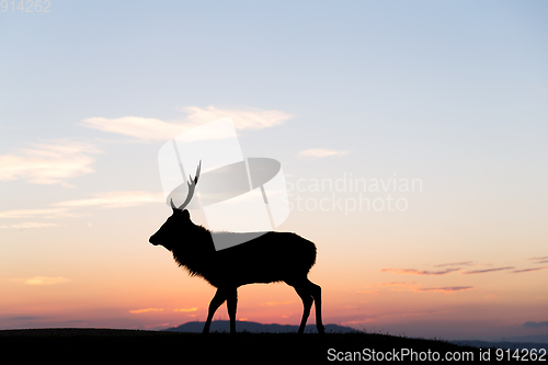 Image of Fallow deer silhuette with a colorful sunset