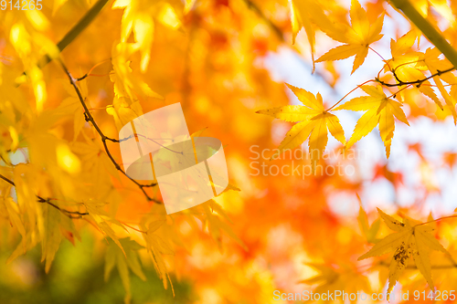 Image of Autumn colored leaves