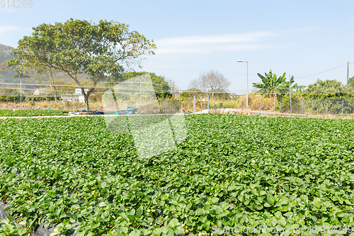 Image of Green strawberry farm