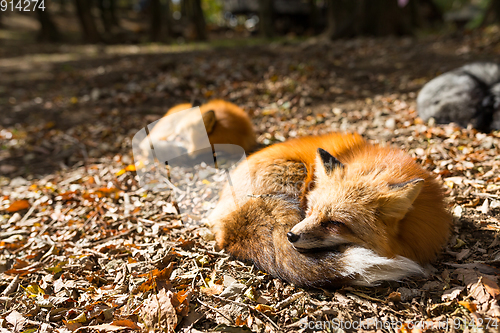 Image of Sleepy fox