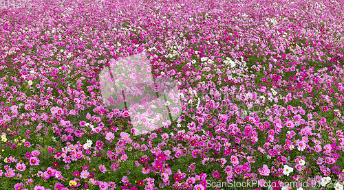 Image of Cosmos Flowers