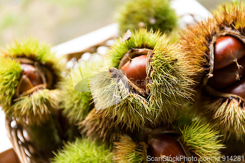 Image of Chestnut bur