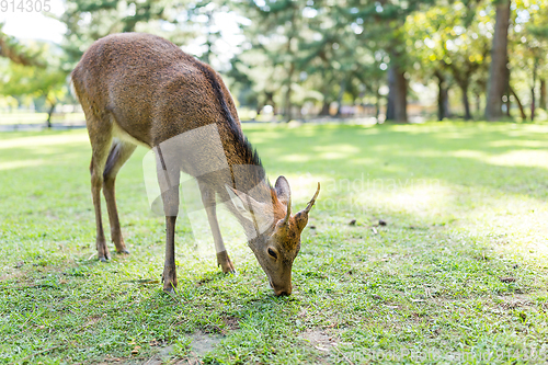 Image of Deer eating grass