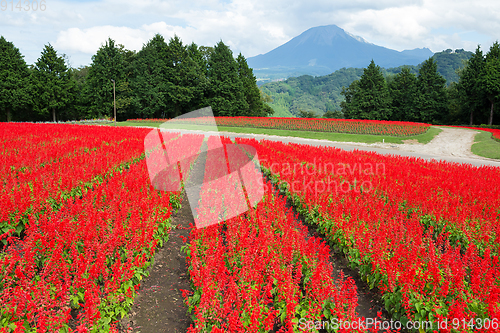 Image of Salvia field and mount Daisen