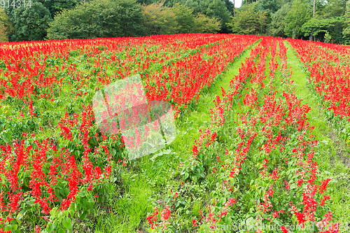 Image of Red Salvia