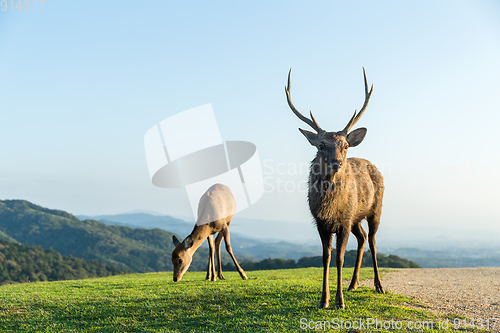 Image of Deer Buck on mountain