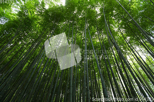 Image of Green Bamboo forest