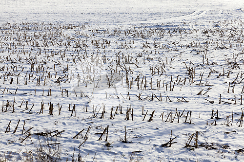 Image of After snowfall