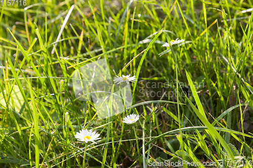 Image of sunlit beautiful grass