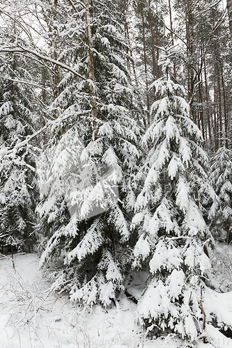 Image of winter forest,