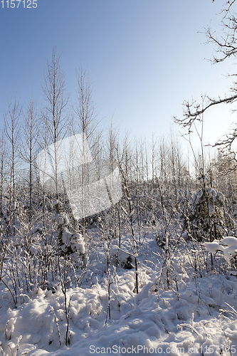 Image of A young forest, in the winter