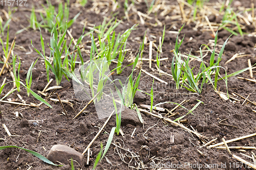 Image of green stalks of wheat