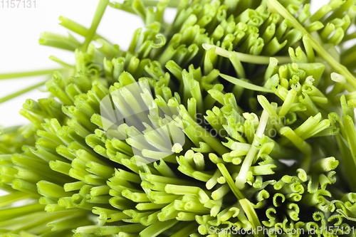 Image of cut green grass