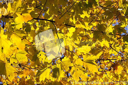 Image of colorful maple leaves