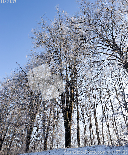 Image of Trees on the hill