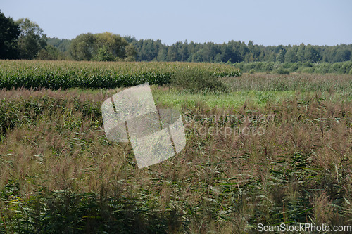 Image of Reed grass in river valley