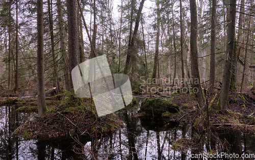 Image of Springtime alder-bog forest