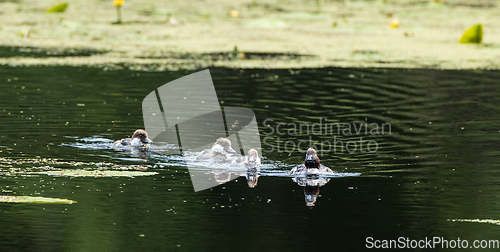 Image of Common Goldeneye(Bucephala clangula) nestlings