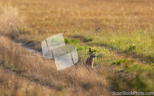 Image of Hare in light of rising sun
