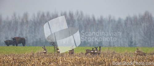 Image of Running roe deer herd in autumn field