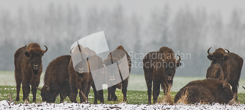 Image of European Bison herd resting in snowfall