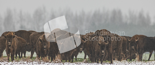 Image of European Bison herd resting in snowfall