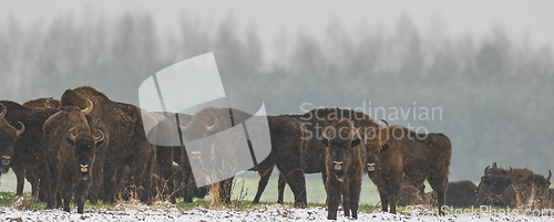 Image of European Bison herd feeding in snowfall