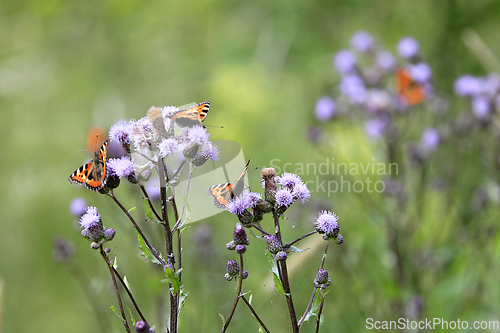 Image of Small Tortoiseshell Butterflies Feeding on Cirsium Arvense Thist