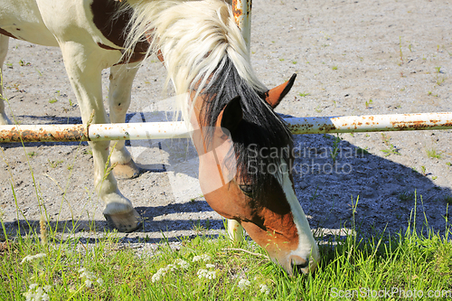 Image of Pinto Horse Eats Grass Through the Fence