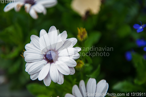 Image of White chrysanthemums closeup