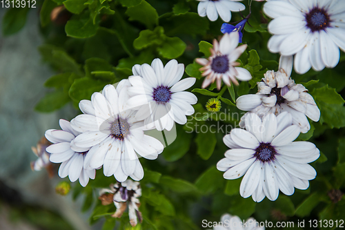 Image of White chrysanthemums closeup