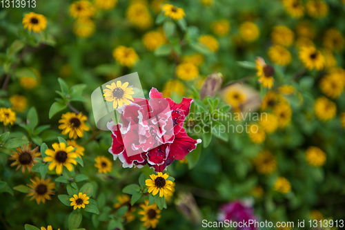 Image of Field of yellow flowers of orange coneflower also called rudbeckia