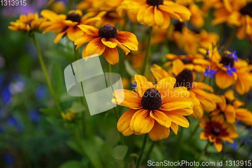 Image of Field of yellow flowers of orange coneflower also called rudbeckia