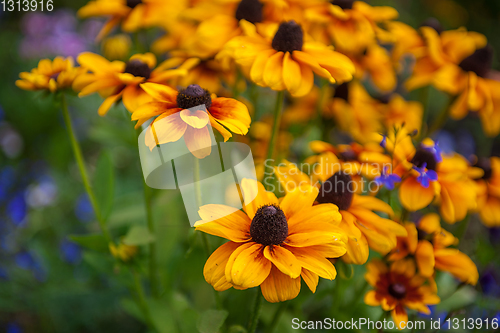 Image of Field of yellow flowers of orange coneflower also called rudbeckia