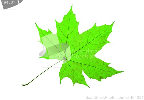 Image of Maple Leaf