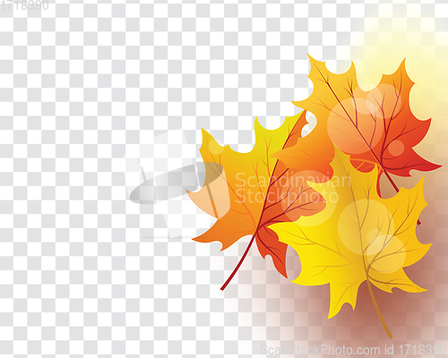 Image of Maple leaves on transparency grid