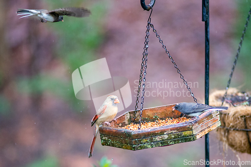 Image of backyard birds around bird feeder