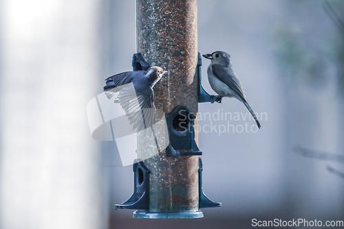 Image of backyard birds around bird feeder